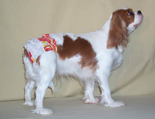 The Cavalier Image dog custom made apparel Sophi in fancy pants