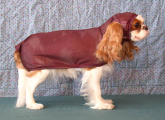 cavalier king charles coat
