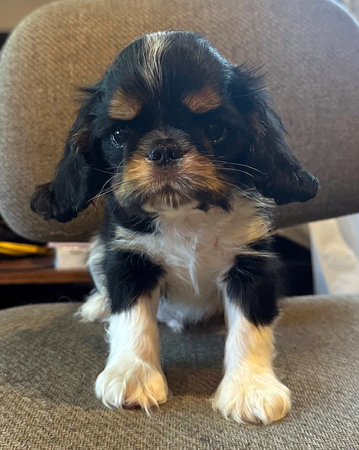 Winterhave English Toy Spaniel